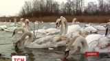 Более сотни лебедей-шипунов из разных стран слетелись зимовать на Буковину