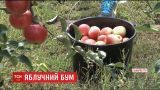На Закарпатье из-за обильного урожая фермеры объявили народный сбор яблок