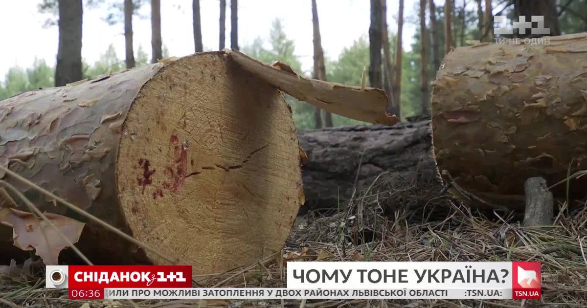 Большая вода: действительно ли запад Украины тонет из-за вырубки лесов
