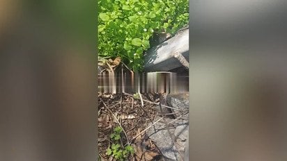 В Днепре заметили логово десятков змей