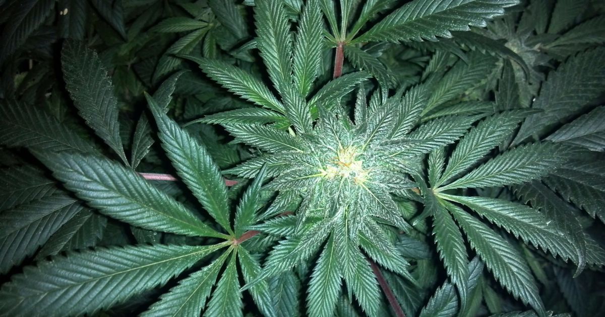 Как марихуана влияет на с секс семена марихуаны прорастают