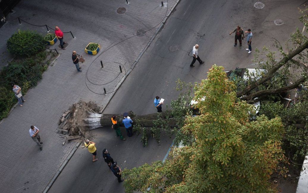 Величезне дерево впало на Малій Житомирській / © facebook.com/sergii.morgunov