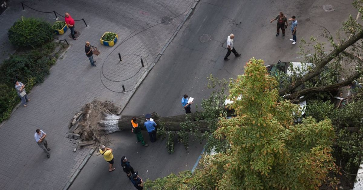 Величезне дерево впало на Малій Житомирській