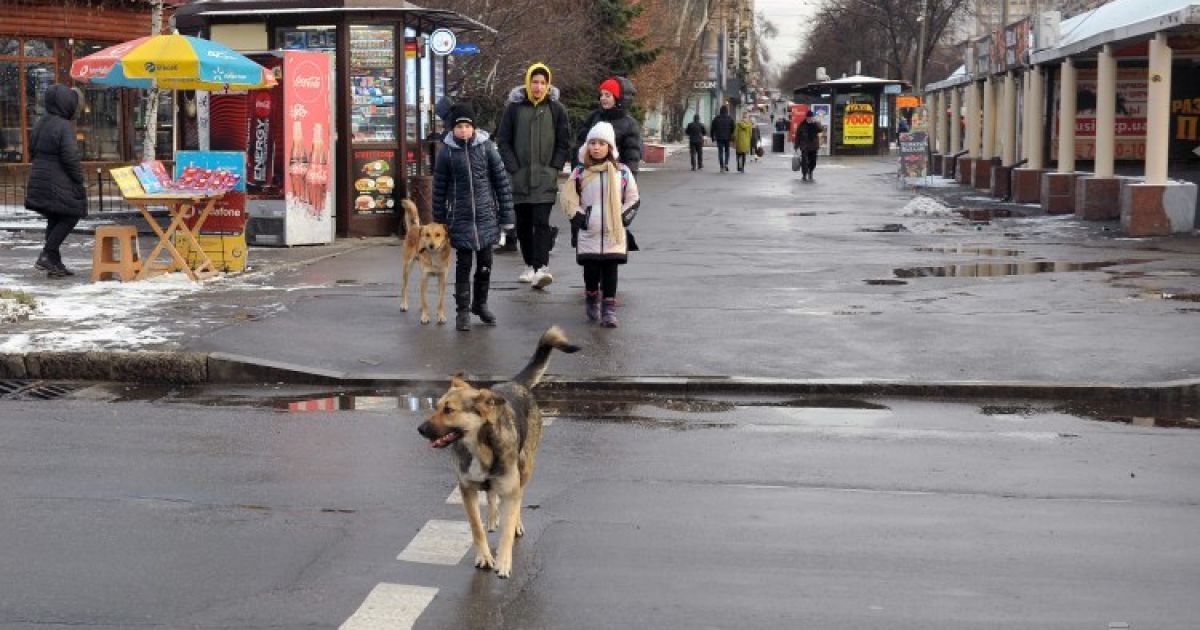 Це не диверсанти: у Полтаві зафарбовують маячки на пішоходних переходах