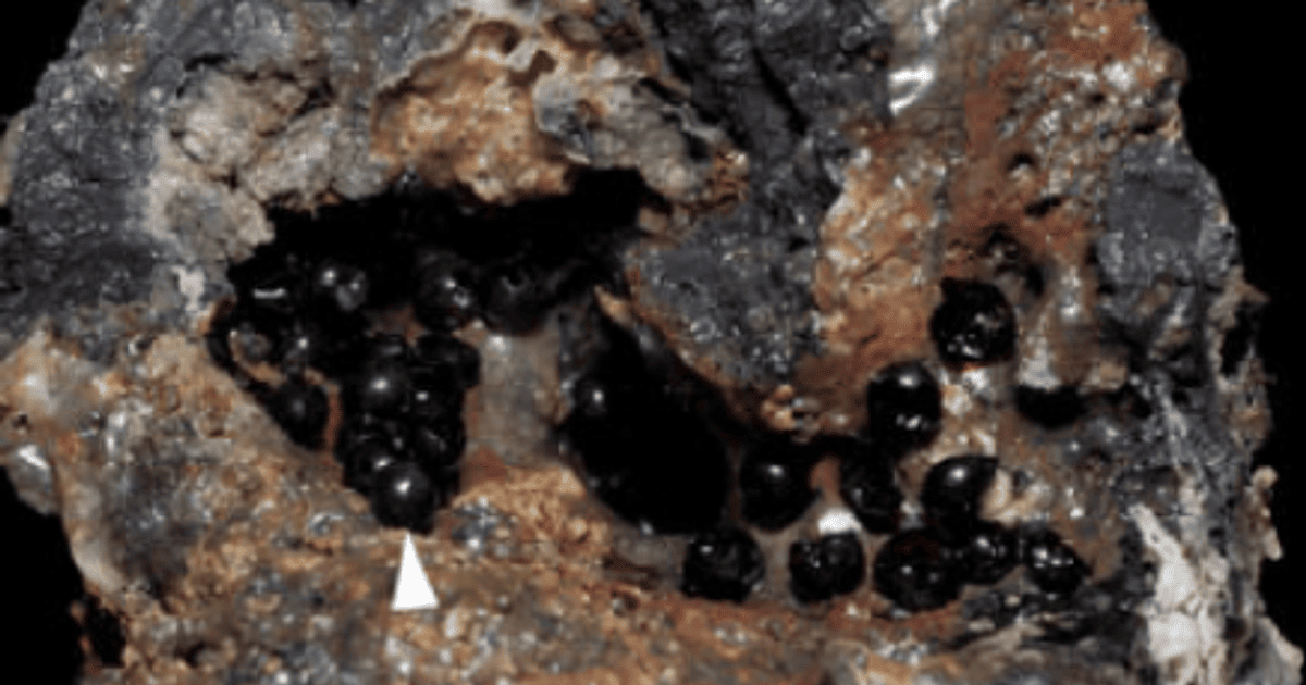 Чорні кокони, знайдені в Тихоокеанській безодні. Фото: Biology Letters