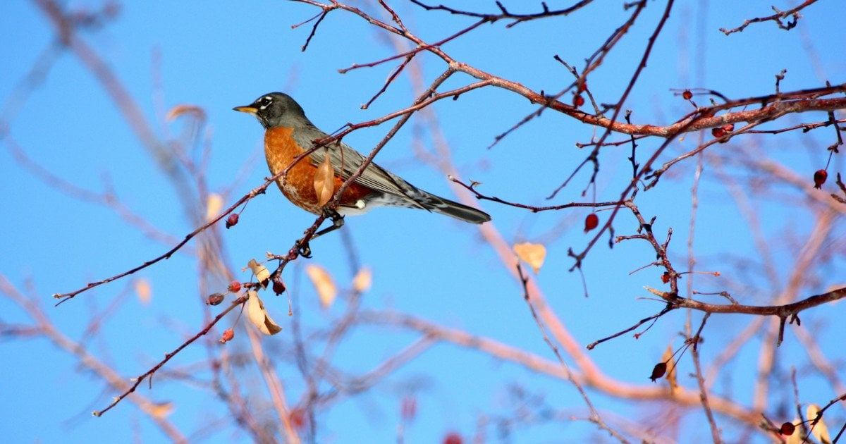 Прогноз погоди в Україні 1 березня