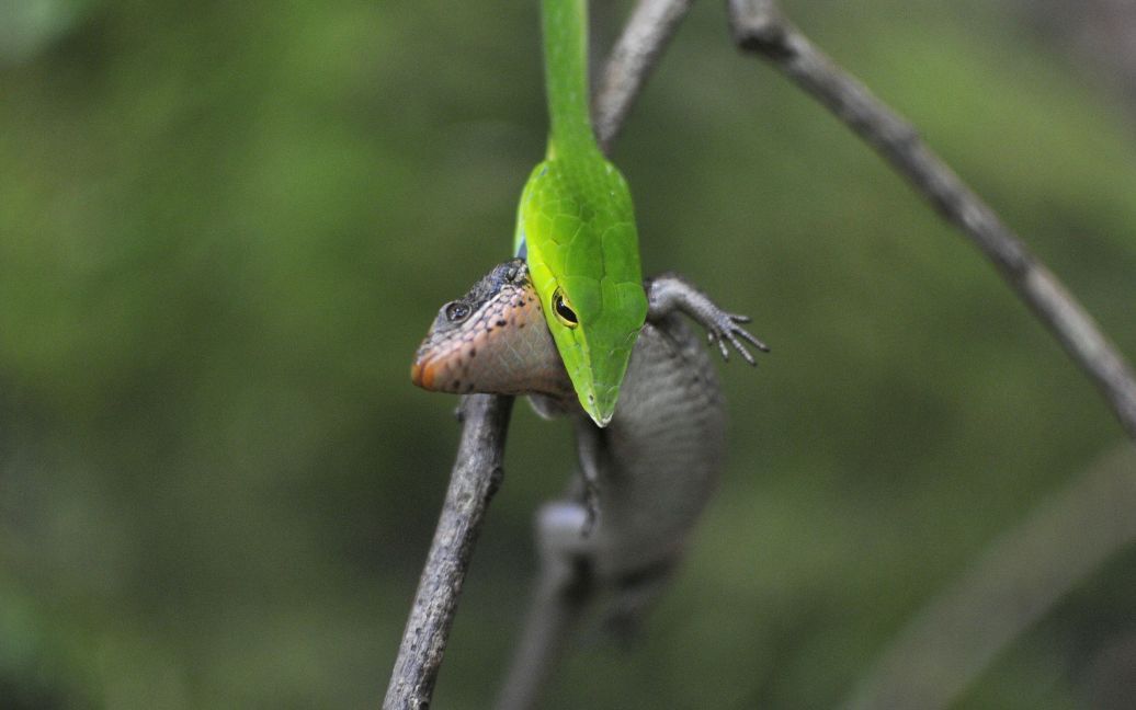 Зелена виноградна змія їсть індійську лісову ящірку у національному парку Тиха долина в штаті Керала, Індія. / © Reuters
