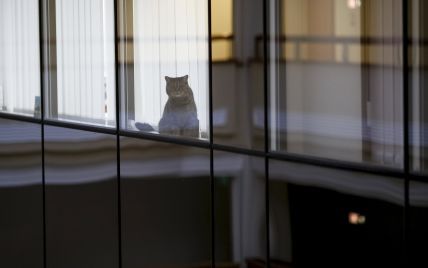 В РФ хочуть штрафувати за позбавлення їжі котів