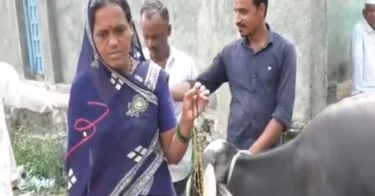 Буйвол съел золотое колье