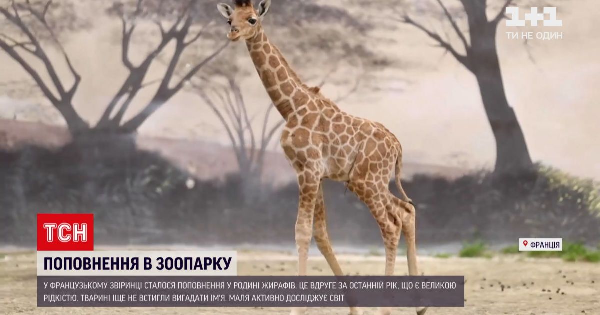 Новини світу: у французькому звіринці сталося поповнення в родині жирафів