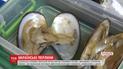 В Херсоне выращивают настоящие жемчужины в искусственных условиях