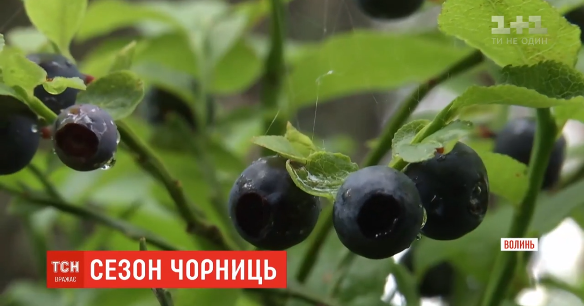 Сезон "черного золота": как в Волынской области собирают чернику и за сколько продают