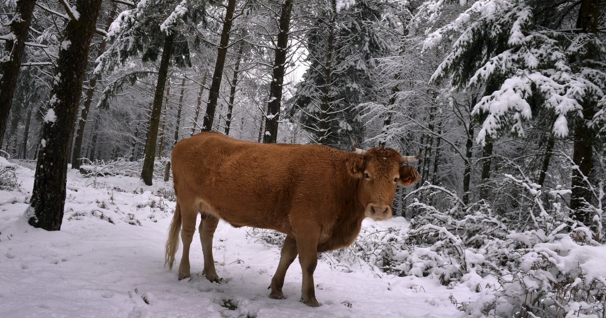 Корова стоїть у засніженому сосновому лісі в горах на півночі Іспанії. В регіоні різко впала температура повітря і випав сніг після сезону високих температур листопада. / © Reuters