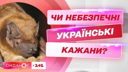 Нужно ли бояться летучих мышей и что делать при встрече с ними
