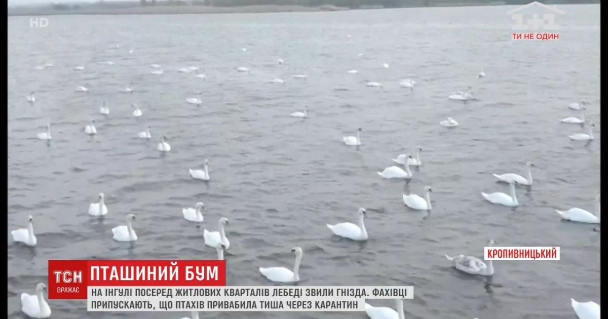 На річці Інгул у Кропивницькому вперше за багато років оселилися лебеді