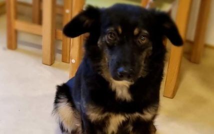 Сердце остановилось от страха: в Киеве в приюте от салютов умерла собачка Гуффи