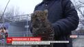 Відвідувачам зоопарку Маріуполя вперше показали двох малюків леопарда