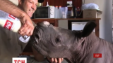 У Південній Африці врятували маленького носорога, що відбився від родини