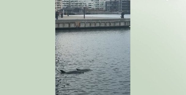 Дельфіни в Данії. / © dr.dk