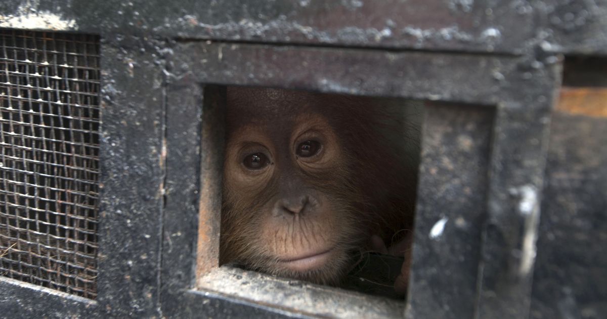 Молодий орангутанг визирає зі своєї клітки під час подорожі до Центру по збереженню орангутангів у місті Бату на острові Північна Суматра і Індонезії. Три дитинчати орангутанга були відшукані поліцією після того, як заарештували торговців дикої природи. / © Reuters