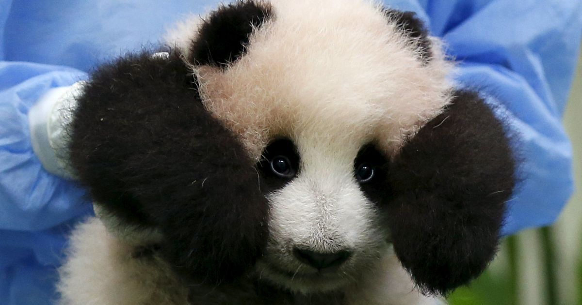 Співробітник зоопарку несе три-місячне дитинча гігантської панди, щоб вперше показати публіці у національному зоопарку в Куала-Лумпурі, Малайзія. / © Reuters