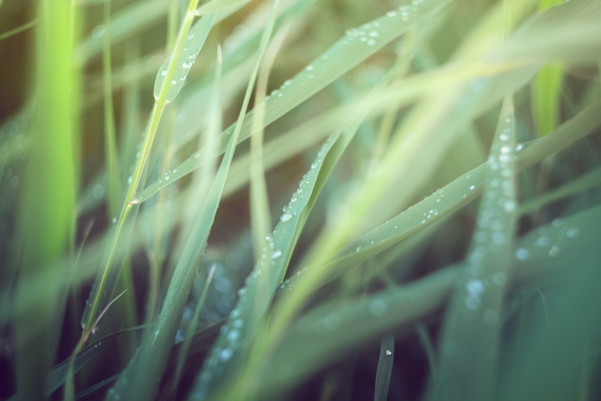 23 квітня випала роса, то на літнього Миколу (9 травня за новим календарем) буде багато трави / © Unsplash