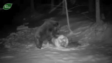 На Буковині через аномальну зиму ведмеді почали ліпити сніговики