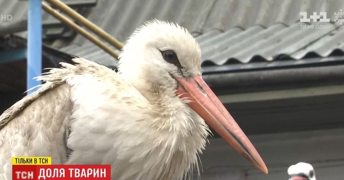 Спасенные звери. Как сейчас живут животные, которые становились героями сюжетов ТСН
