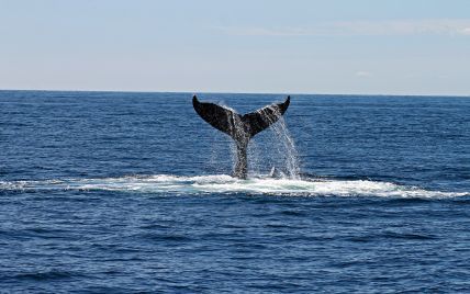 К удивлению ученых после почти полного уничтожения популяции китов удалось восстановиться