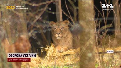 Львы среди беженцев: зверей из экопарка Фельдмана отвезли в Данию