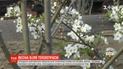 В Херсоне возле теплотрассы расцвели плодовые деревья