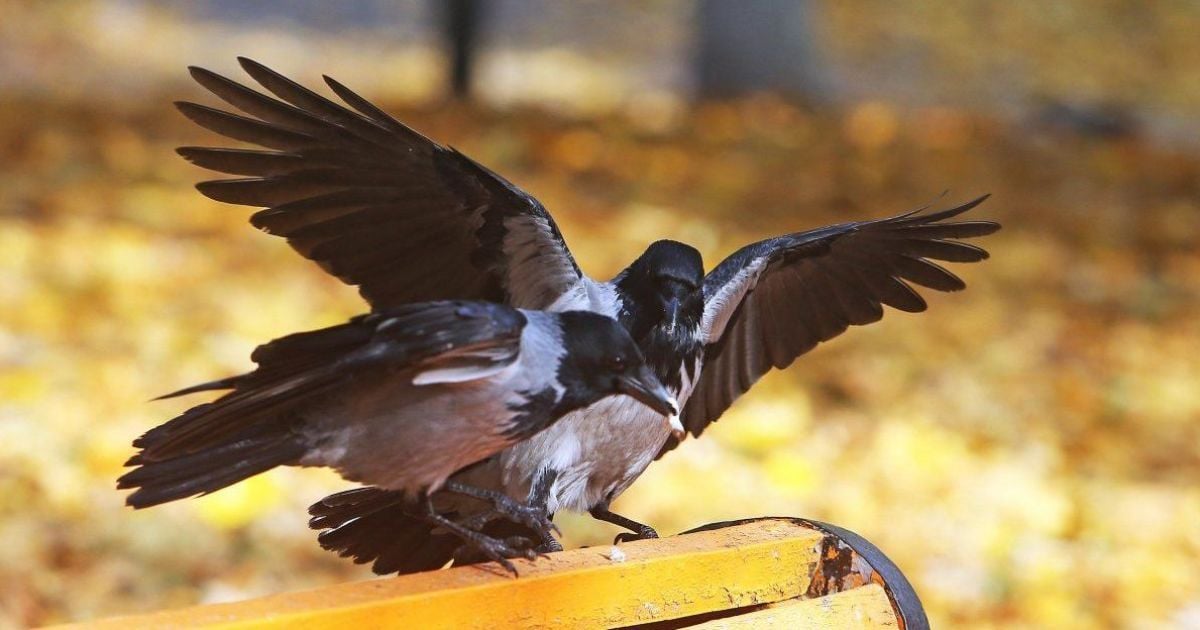 "Удар достаточно сильный": в Киеве участились нападения ворон на людей