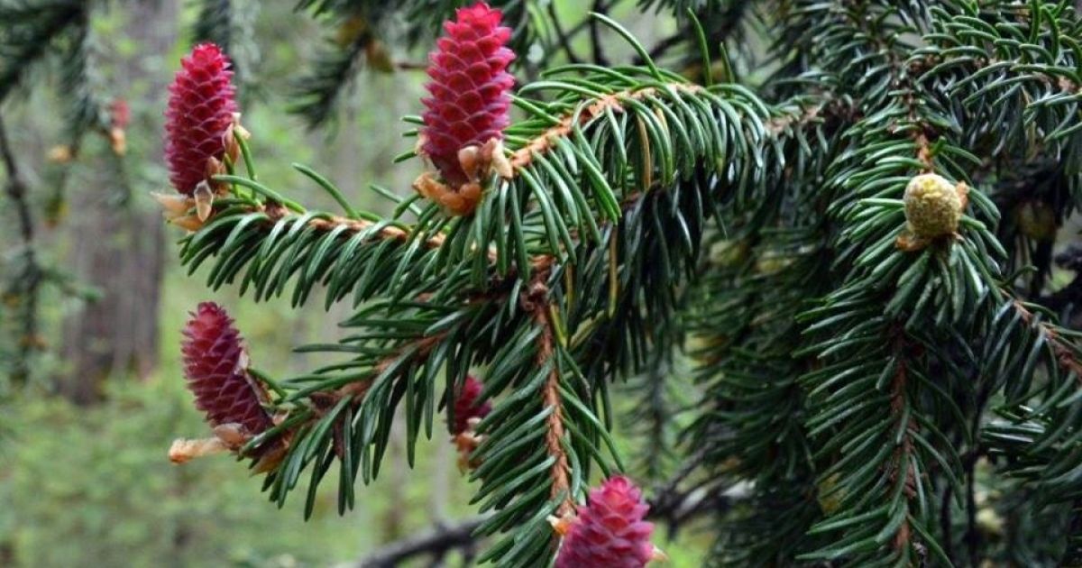 Смерека: описание и особенности этого дерева