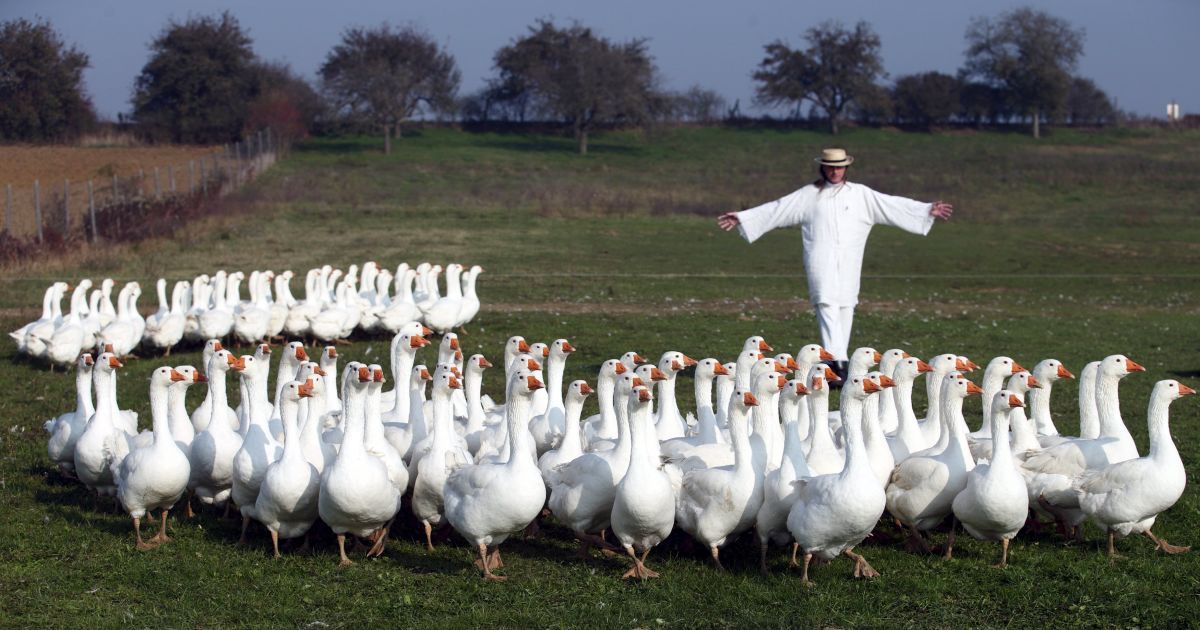Чоловік пасе зграю гусей на пасовищі поблизу селища Штрем в Австрії. Щороку у німецькомовних країнах Європи відзначається традиційне свято &laquo;Мартін Гусак&raquo; на честь Святого Мартіна. Його святкують, коли пробують на смак нові вина, вирізають велику рогату худоба і гуси на розквіті сил. Це свято, як правило,  відзначається зі смаженою гускою. / © Reuters