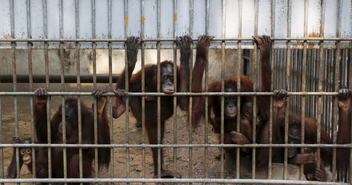 Орангутанги сидять у клітці в Центрі охорони в Ратчабурі, Таїланд. Місцеві чиновники готуються відправити назад в Індонезію 14 конфіскованих орангутангів. Більшість орангутанів були вилучені у розважальних підприємств у провінції Пхукет з 2008 року. / © Reuters