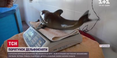 На пляже Аргентины спасли дельфиненка, которого выбросило на берег