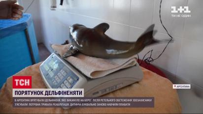 На пляже Аргентины спасли дельфиненка, которого выбросило на берег