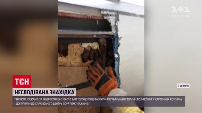 Днепровские спасатели обнаружили в многоэтажке полтысячи летучих мышей