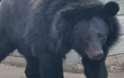 Под Запорожьем в зоопарке подружились медведь и кошка: трогательное видео