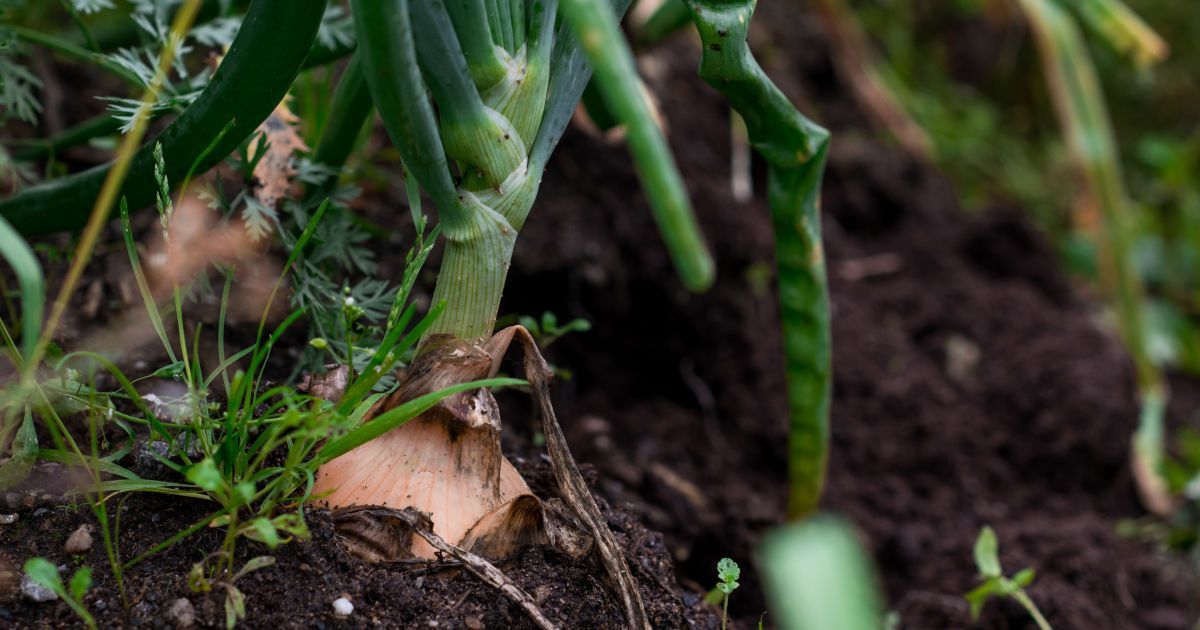 Немецкий депутат тайно выращивает лук в Беларуси