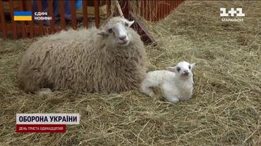 Рождественский помет! В Тернополе у вертепа овцы родили ягнят