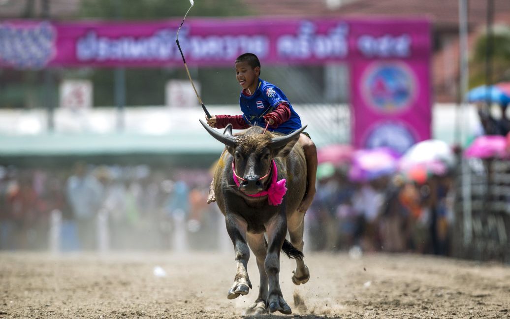 Жокей змагається у щорічних гонках на буйволах у Чонбурі, Таїланд. На цьому фестивалі святкується урожай рису. / © Reuters
