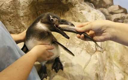 Зоологи сняли борьбу пингвинов за кальмара