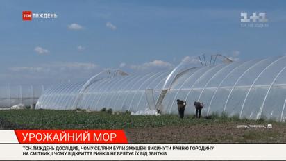 Урожайный мор: почему открытие базаров не спасет фермеров от убытков