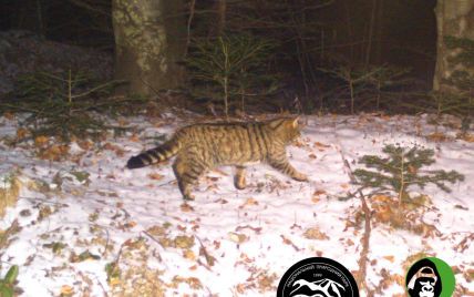 На Львівщині рідкісний лісовий кіт прийшов до села: з'явилося відео