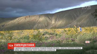 После обильных дождей в парках в Южной Калифорнии расцвели полевые растения