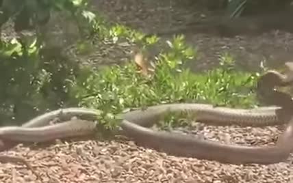 В Австралії зафільмували запеклий поєдинок смертоносних змій за самку