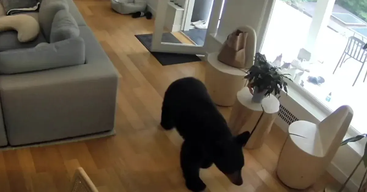 Ведмідь зайшов до дому