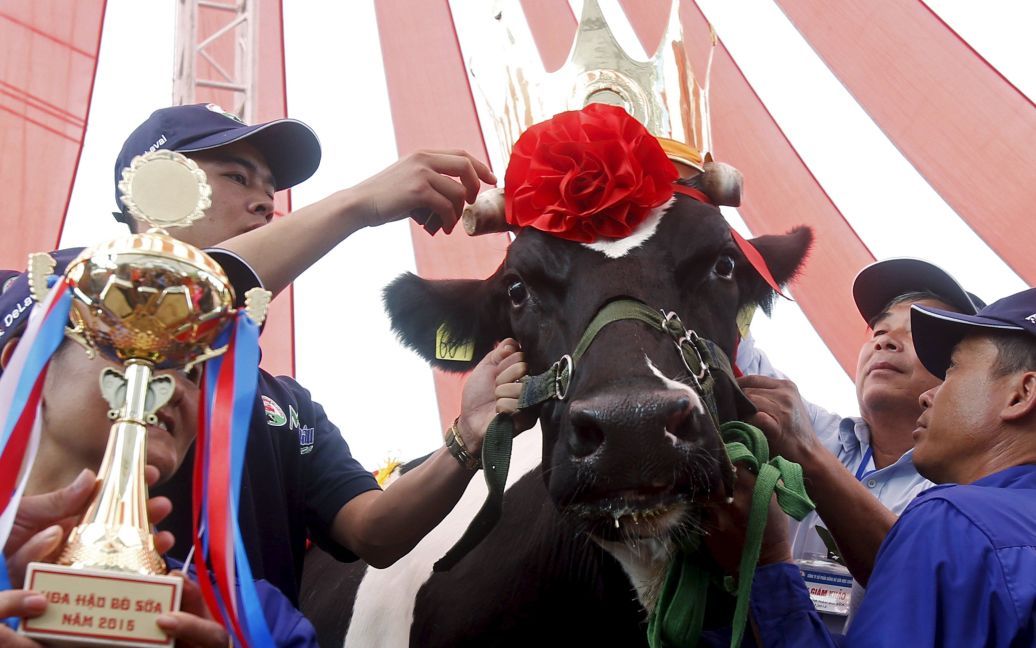 Награждение победительницы конкурса красоты среди коров Miss Milk Cow в Мок Чау, Вьетнам. Эта пяти-летняя корова весит 710 кг и обеспечивает около 59,6 кг молока ежедневно, почти в три раза выше среднего объема производимого молока коров Вьетнама. / © Reuters