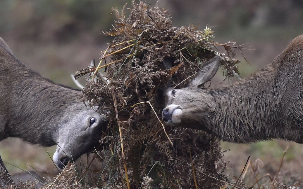 Молодые олени столкнулись рогами во время ежегодной миграции в Ричмонд-парке в западной части Лондона, Великобритания. / © Reuters